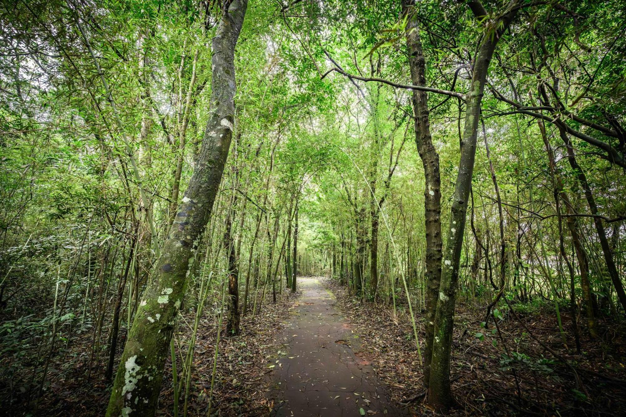 엑스 호텔 카타라타스 푸에르토이과수 외부 사진 The path through the woods